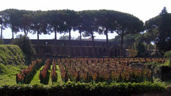 Wine tasting tour with Pompeii and Mastroberardino cellars - Grapevines in the excavations of Pompeii with the Amphitheatre in the background