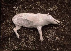 Pompeii and Boscoreale Antiquarium tour - The plaster cast of a pig found in a Roman Villa at Boscoreale, kept now in the Boscoreale Antiquarium