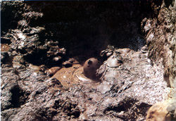 Vesuvius and Solfatara tour - Mud volcanoes, characteristic inverted cone-shaped formations which sink into the ground for a few metres, spew out jets of warm or boiling mud